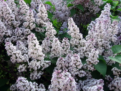 Blossoming lilac