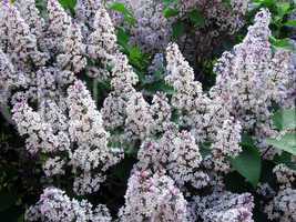 Blossoming lilac