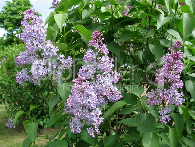 Blossoming lilac brushes