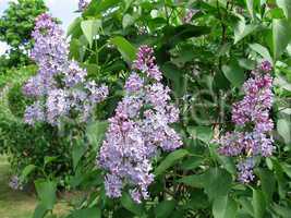 Blossoming lilac brushes