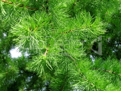 Green needles