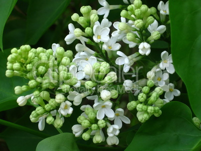 White lilac