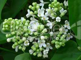 White lilac