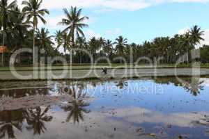 Indonesian farmers working on rice field