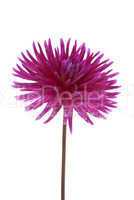 Single purple dalia flower