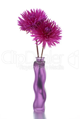 Two purple dalia flower