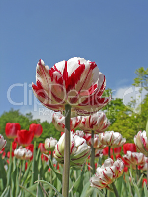 Tulipa 'Carnaval de Nice' - Gefüllte Späte Tulpe - Double Late Tulip