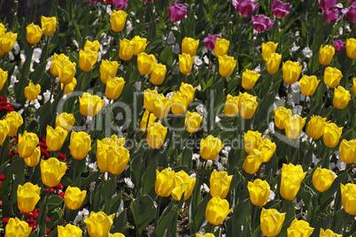 Tulipa 'Yellow Flight', Triumph-Tulpe