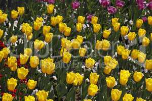 Tulipa 'Yellow Flight', Triumph-Tulpe