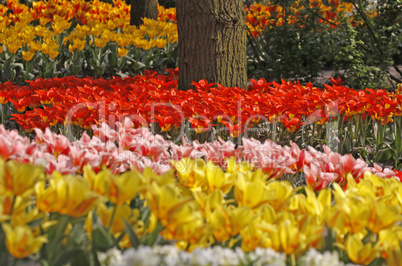 Tulpen im Frühling - Tulips in spring