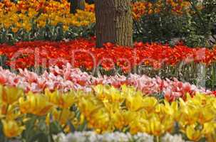 Tulpen im Frühling - Tulips in spring