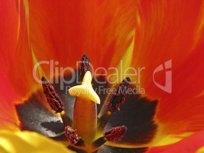 Tulpenkelch - Tulip detail