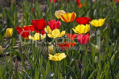 Tulpen-Mischung im Gegenlicht - Tulip mix