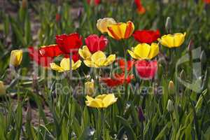 Tulpen-Mischung im Gegenlicht - Tulip mix