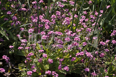 Vergissmeinnicht (Myosotis sylvatica 'Rossylva') Zierform