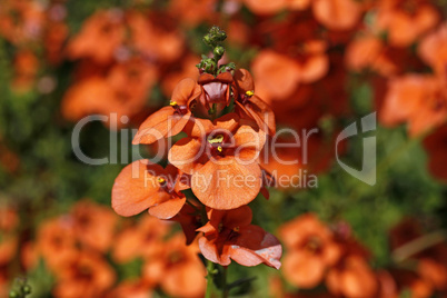 Nemesia, Elfenspiegel