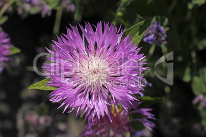 Scabiosa graminifolia, Grasblättrige Skabiose