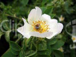 Bee on white briar flower