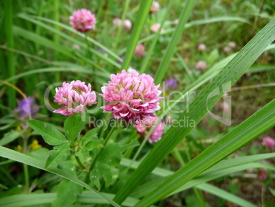 Clover flowers