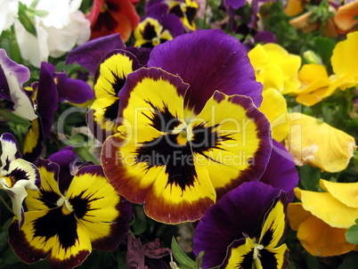 Colored pansies