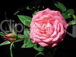 Pink rose