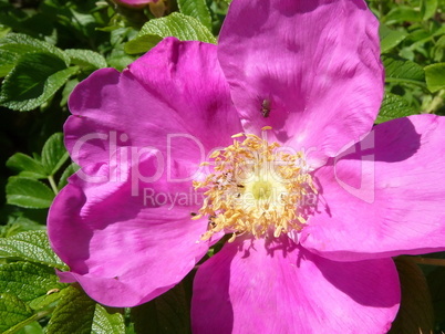 Pink briar flower
