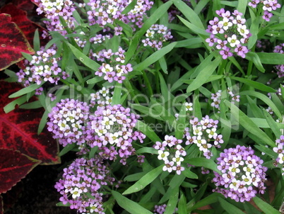 Small flowers