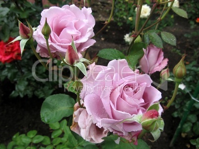 Two pink roses