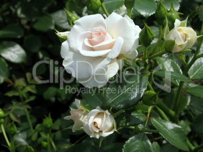 White rose