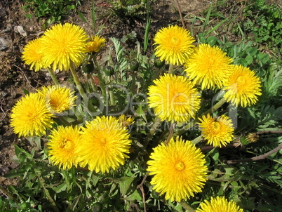 Yellow dandelions