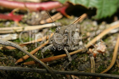 Blauflueglige Oedlandschrecke (Oedipoda caerulescens) /  Blue-wi