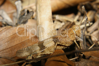 Rotflueglige Oedlandschrecke (Oedipoda germanica) /  Red-winged