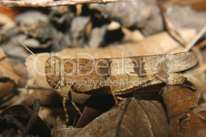 Rotflueglige Oedlandschrecke (Oedipoda germanica) /  Red-winged