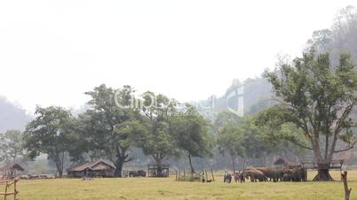 Elefanten im Elephant Nature Park, Thailand (Totale)