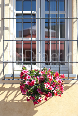 Flowers at the Window, Tuscany