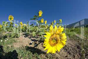 Sunflowers on a Tuscan Meadow