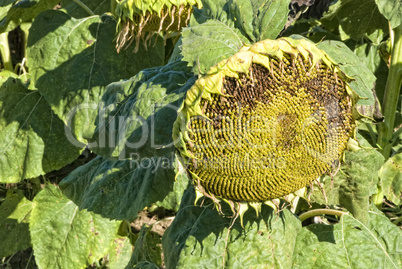 Sunflowers on a Tuscan Meadow