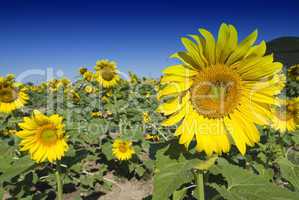 Sunflowers on a Tuscan Meadow