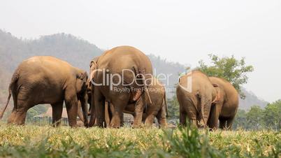 Elefantenherde im Elephant Nature Park, Thailand