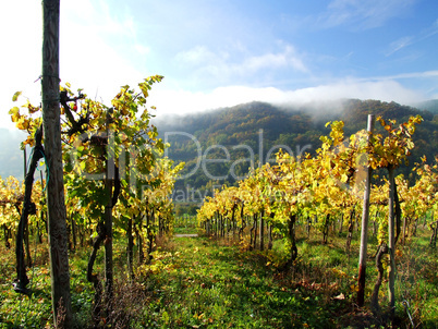 Weinberg im Herbst