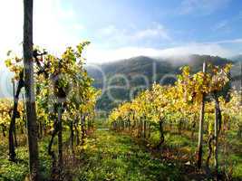 Weinberg im Herbst