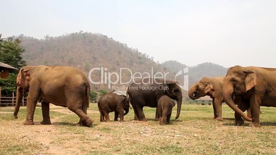 Elefantenherde mit Babys im Elephant Nature Park, Thailand