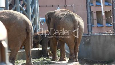 Family of elephant feed in zoo