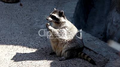 raccoon sit in shadow