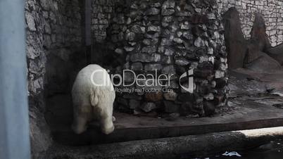 White bear urinate in zoo and walk out