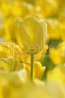 Gelbe Tulpen