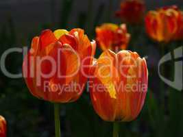 Tulpen