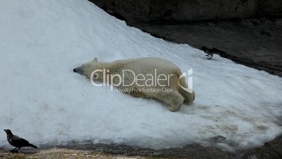 White bear play on  snow in zoo