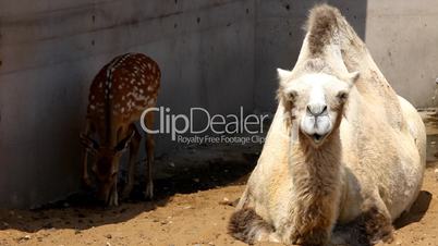 Camel lie on sand in zoo