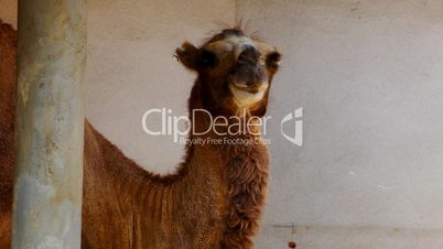 Camel stand in shadow near wall close-up